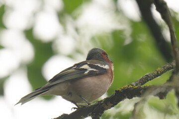Fototapeta premium A chaffinch on a branch singing at spring time