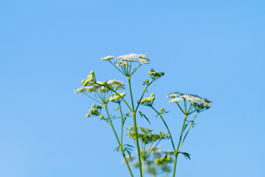 abstract blossom flowers