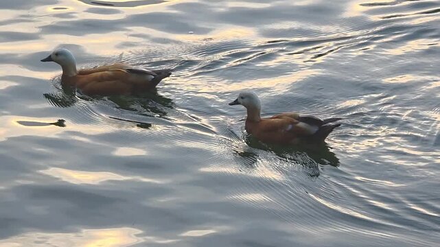 Ducks swim on quiet water at sunset near the edge of a lake