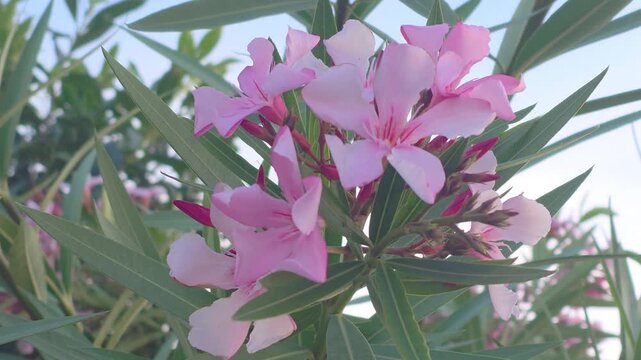 Pink flowers of oleanders grow under the clear sky during the afternoon in a garden