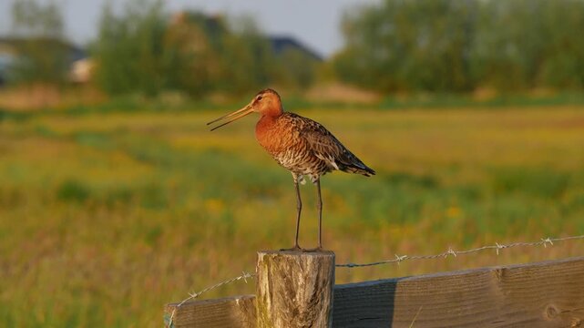 Singing Black Tailed Godwit on Netherlands Pasture Fence