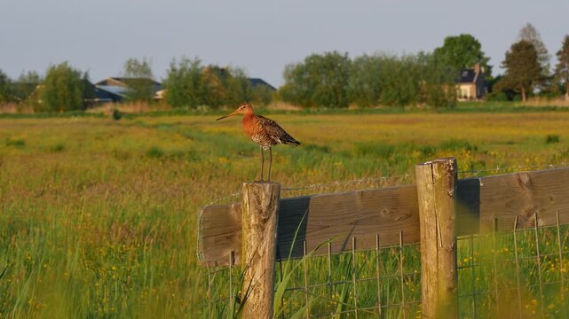 Black Tailed Godwit in a Wide Dutch Pasture Landscape