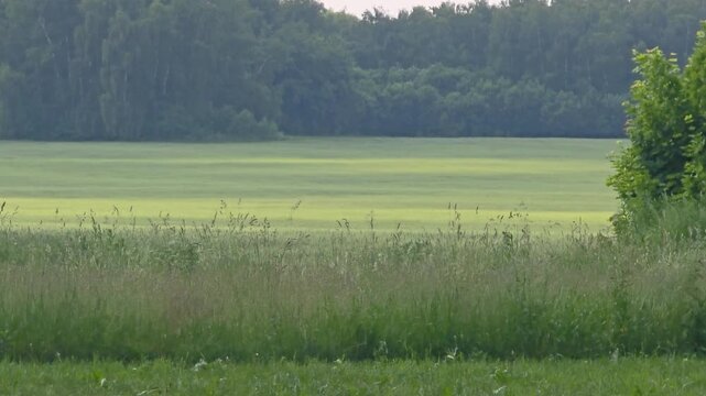 Footage of a wide open field with grass and trees in the background on a sunny day