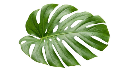 A large, glossy green monstera deliciosa leaf with characteristic splits and holes, tropical plant. © Isolated_png