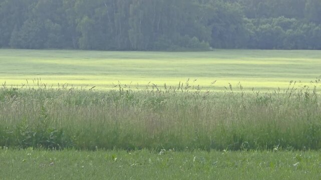 Wide open green field with tall grass under clear sky in summer afternoon