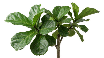 A vibrant fiddle leaf fig plant, ficus lyrata, featuring large, glossy green leaves on sturdy stem. © Isolated_png