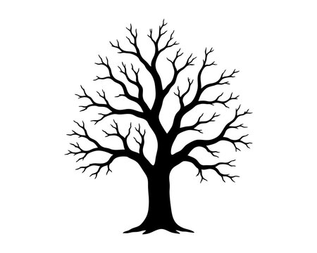 Majestic leafless tree with a broad symmetrical crown of finely divided branches and a sturdy rooted trunk evoking winter solitude ancient woodland and quiet natural strength