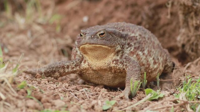 Common toad (Bufo bufo) displaying defensive body inflation in close up