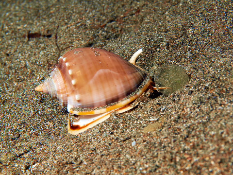 Helmet Shell Crawling Across Sandy Seafloor at Night in Anilao, Philippines