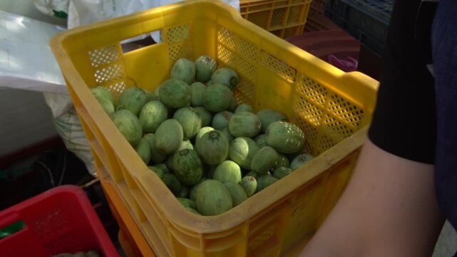 Green melon fresh fruit harvesting hand agriculture farm container market food ingredient k food 멜론 미니멜론 과일 수확 손 농사 농가 비닐하우스 상자 시장 식재료 음식 재배 농업 한국 메론