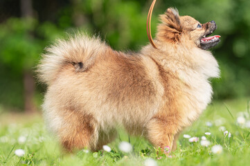 pies Szpic miniaturowy, pomeranian  © Grzegorz