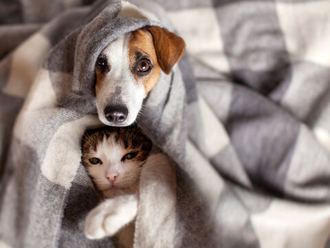 Jack Russell Terrier dog and tabby cat wrapped in cozy plaid blanket. Pets resting together at home. Concept of animal friendship, domestic life and togetherness in cold weather.