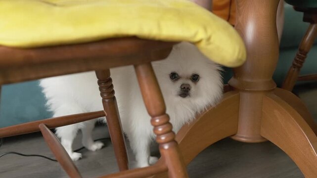 scared pomeranian hides under chair from strangers in apartment. fearful pomeranian growls at guests showing stress and anxiety. timid pomeranian shows protective instinct in home today.