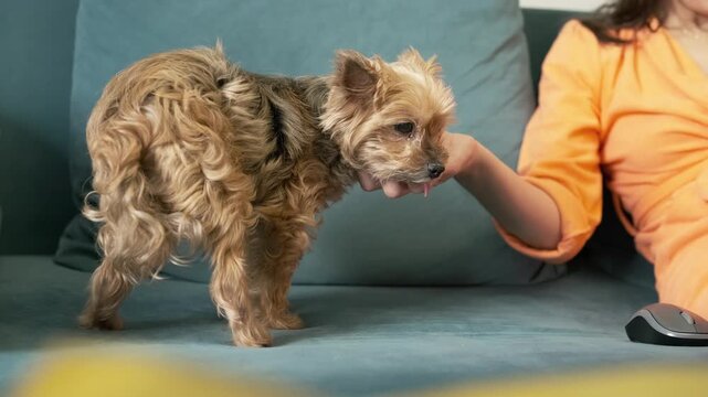 woman pets terrier who approaches for attention during computer work. affectionate terrier seeks interaction with owner at home. loving terrier interrupts work for companionship and care