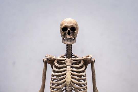 Dark human skeleton model upper body with skull and rib cage on grey old concrete wall background for medical, educational, and Halloween concepts.