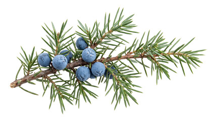 Juniper branch with blue berries, fresh coniferous twig, natural spice ingredient. © Png ProTeam
