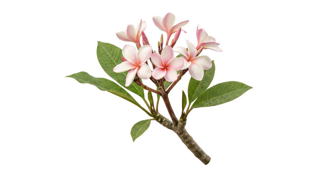 Plumeria frangipani branch with pink white flowers and green leaves on transparent background png.