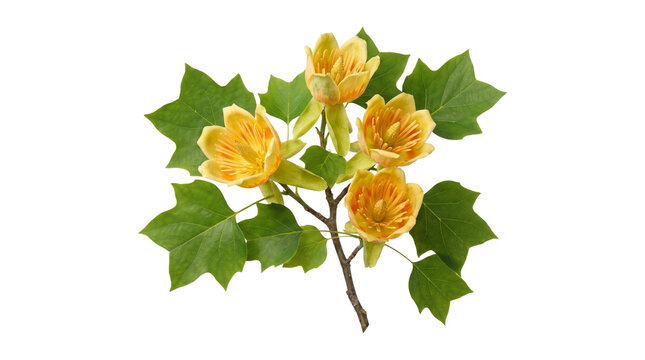 Tulip tree branch with yellow flowers and green lobed leaves isolated on transparent background png.