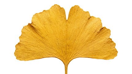 Naklejka premium Single golden ginkgo leaf with beautiful veins showing autumnal change for seasonal nature projects.