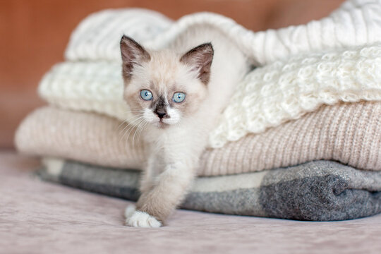 Kitten sitting on a pile of soft knitted wool sweaters. Little cat resting on cozy warm clothing. Domestic animal lifestyle, comfort and home atmosphere, cute pet hobby concept.