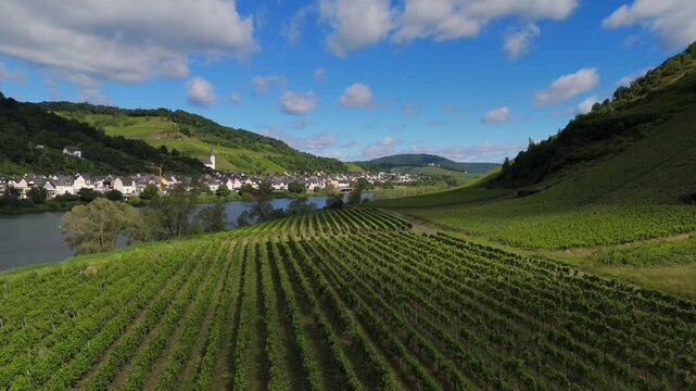 Neat Rows of Germany Grapevines Overlooking Briedel Valley