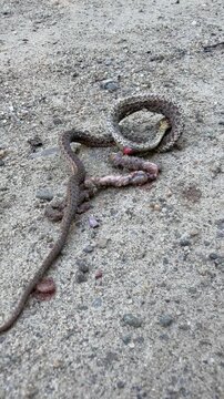 une couleuvre ray&eacute;e morte sur la rue, Qu&eacute;bec, Canada	

