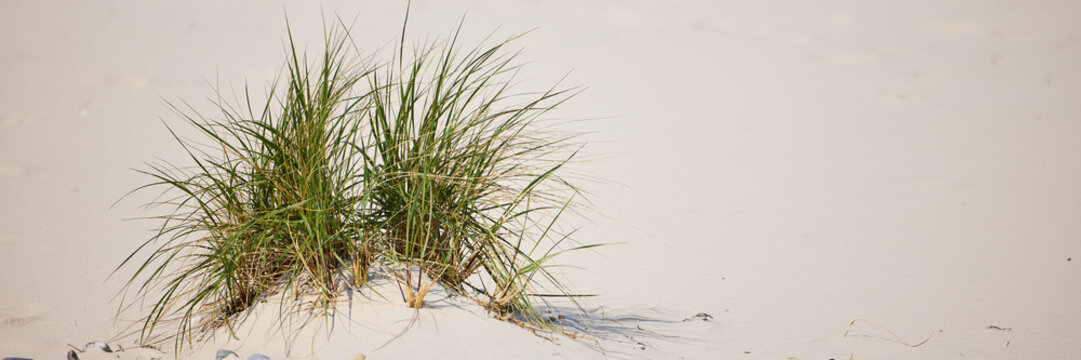 Minimal beach dune grass on white sand by the sea