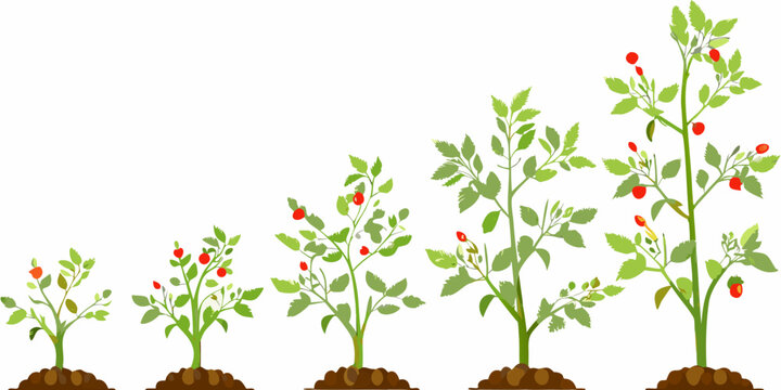 Tomato Plant Growth Stages Vector Illustration With Green Foliage