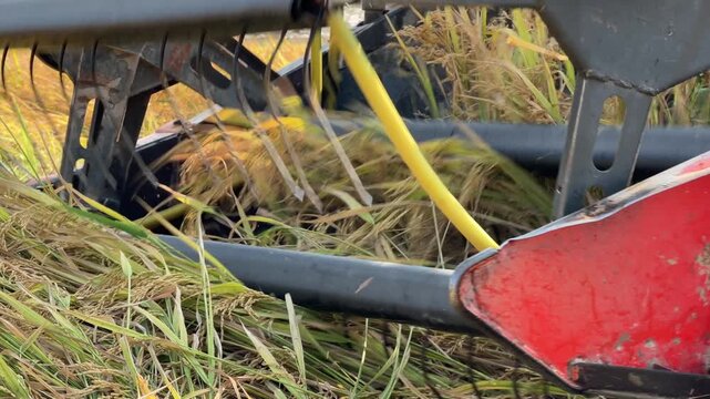 The combine header captures leaning rice stems while moving forward through dense rice rows during field harvesting. Agricultural workflow.