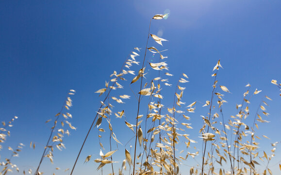 Plantes et herbes s&egrave;ches dor&eacute;s au soleil, ciel bleu en arri&egrave;re plan