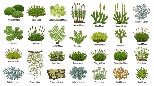Moss species and lichen varieties are displayed in this botanical collection of detailed illustrations for educational and scientific reference purposes.