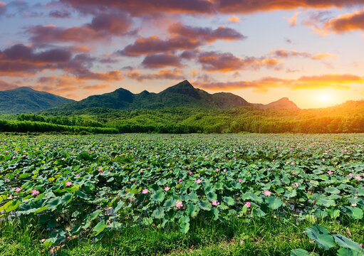 Pink blooming lotus flowers and large green leaves fill a pond panoramic view. Distant green mountains rise under sunset dawn orange clouds light