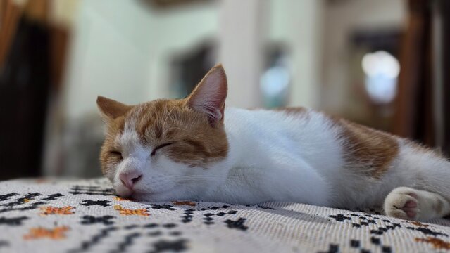 cat on the bed