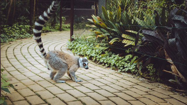 Quinta de Santo In&aacute;cio, Vila Nova de Gaia, Portugal, two ring-tailed lemurs exploring their forested ground enclosure.
