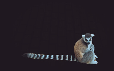 Quinta de Santo Inácio, Vila Nova de Gaia, Portugal, a ring-tailed lemur sitting against a solid black background. © Marco