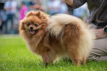  pies Szpic miniaturowy, pomeranian  © Grzegorz