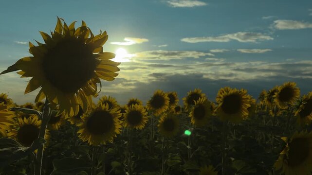 Sunflower field glowing under low sun with silhouetted foreground head and rim lit petals across open rural landscape, with sunflower, field, sun, backlight detail