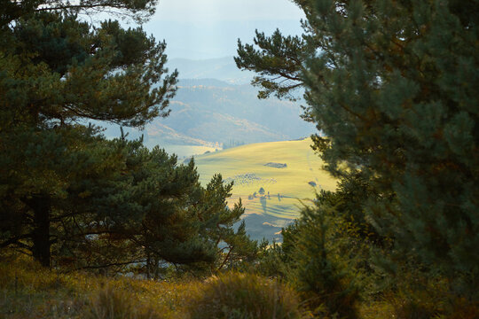 Scenic look through branches at sunlit mountain meadow with grazing sheep herd. Autumn landscape.