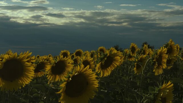 Low panoramic sunflower field beneath dramatic overcast sky, bright yellow petals, dark seed centers, thick green stems, and sweeping rural horizon with strong contrast
