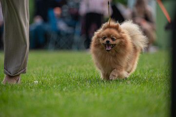  pies Szpic miniaturowy, pomeranian  © Grzegorz
