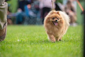  pies Szpic miniaturowy, pomeranian  © Grzegorz