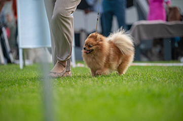  pies Szpic miniaturowy, pomeranian  © Grzegorz