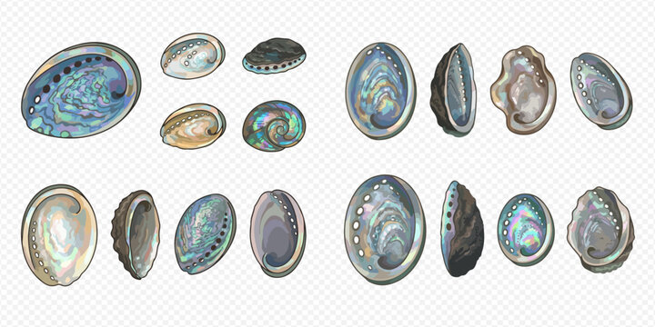 Set of colorful abalone shells, mother-of-pearl, and iridescent paua shells with beautiful patterns.