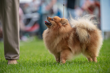 pies Szpic miniaturowy, pomeranian  © Grzegorz