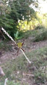 yellow spider on the nest