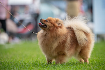 pies Szpic miniaturowy, pomeranian  © Grzegorz
