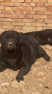Black dog standing on dirt in front of brick wall