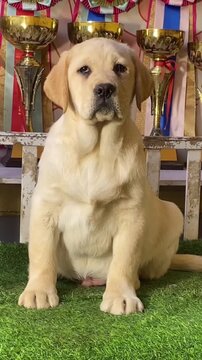 Cute yellow labrador puppy sitting on green grass