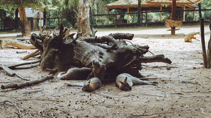 Quinta de Santo Inácio, Vila Nova de Gaia, Portugal, a group of wallabies resting in the shade of a large fallen tree root inside their enclosure. © Marco
