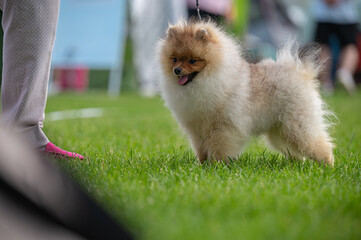 Pies Szpic miniaturowy, pomeranian  © Grzegorz